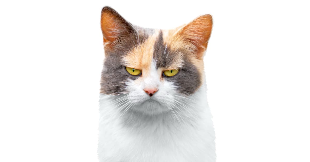 Dear JD Vance, From a Proud Childless Cat Lady